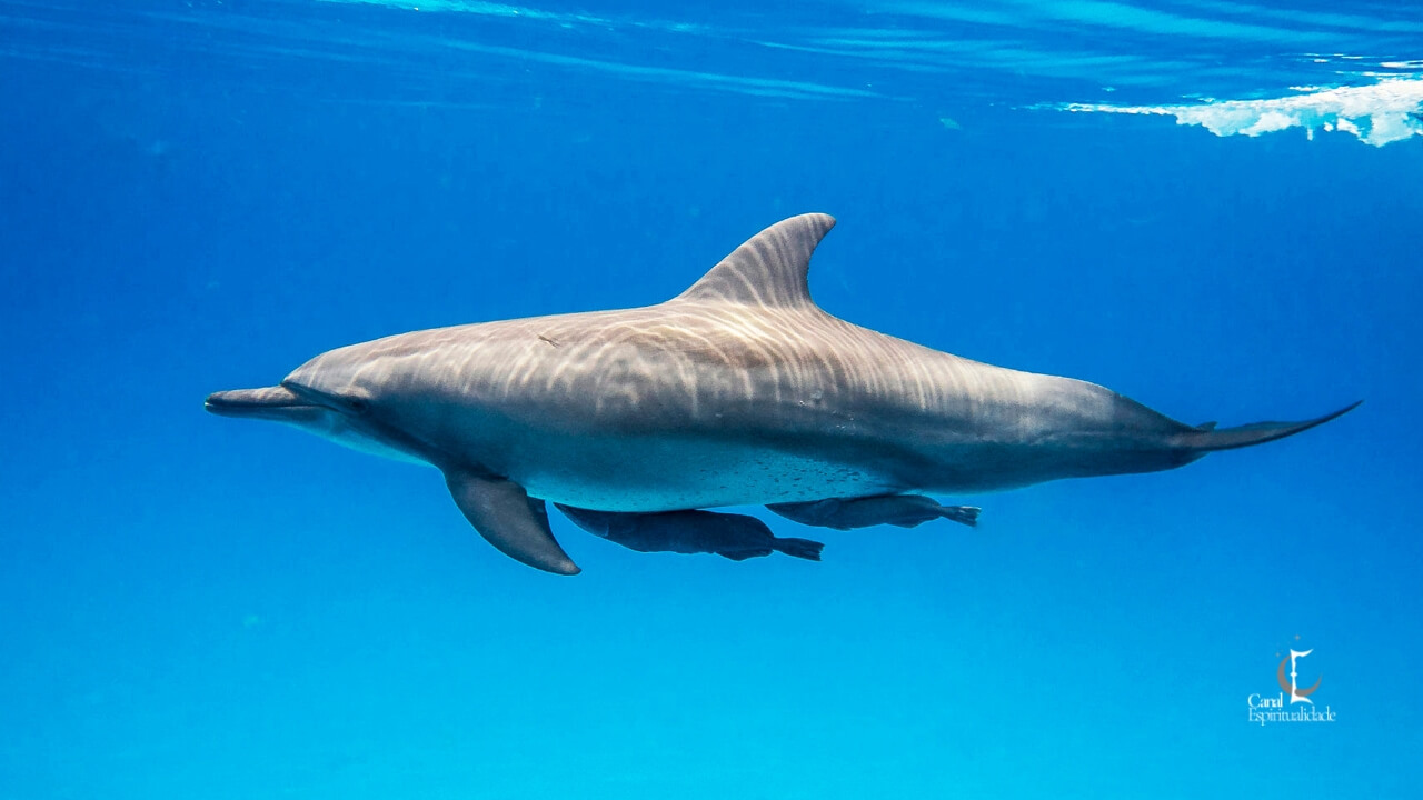 Aquário O Golfinho – Inteligência, Inovação e Sociabilidade