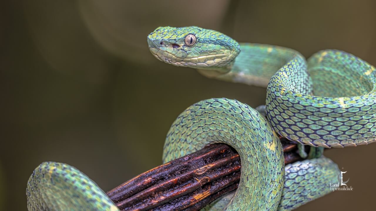 Escorpião A Serpente – Mistério, Transformação e Intensidade