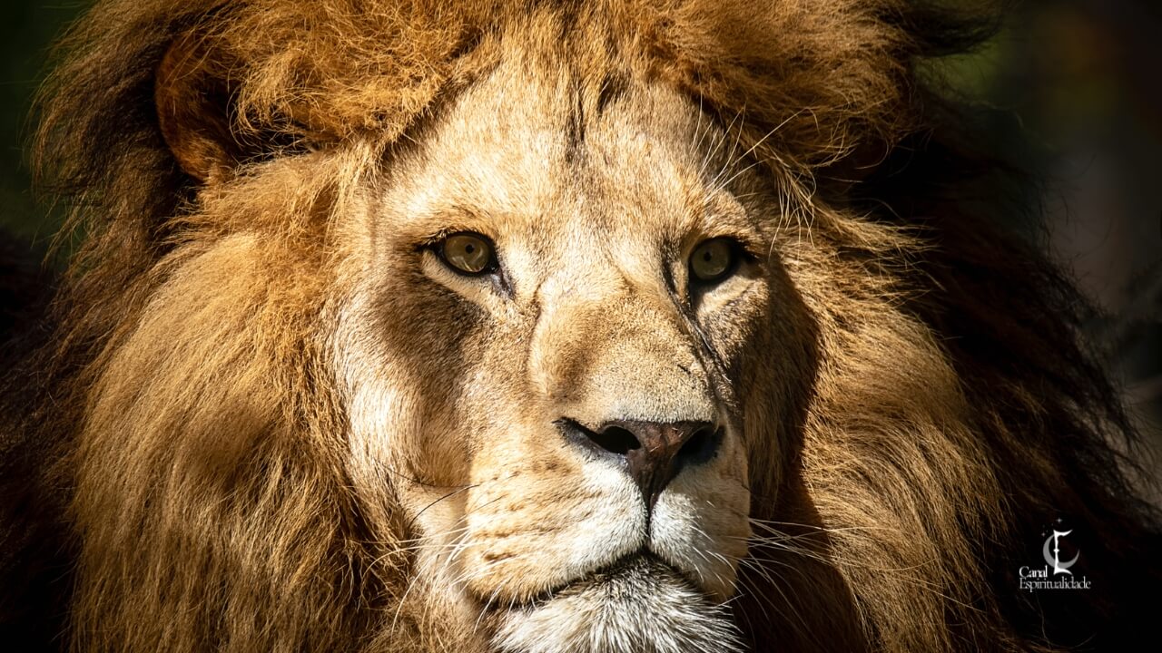 Leão O Leão – Liderança, Autoconfiança e Presença Marcante