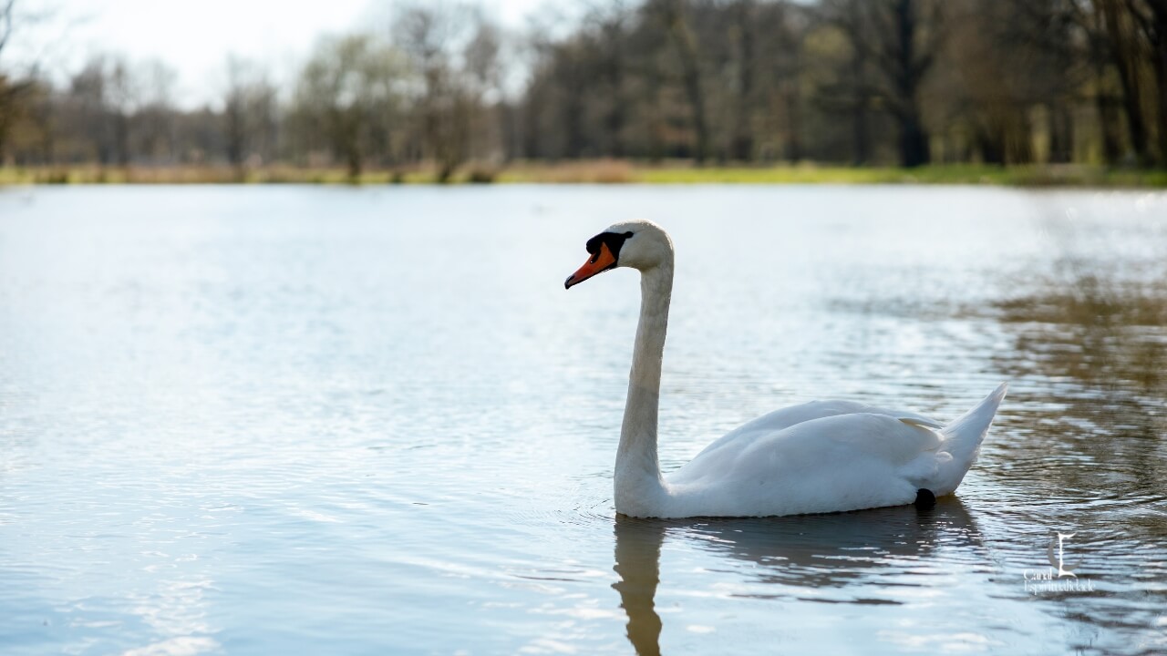 Libra O Cisne Elegância, Equilíbrio e Harmonia