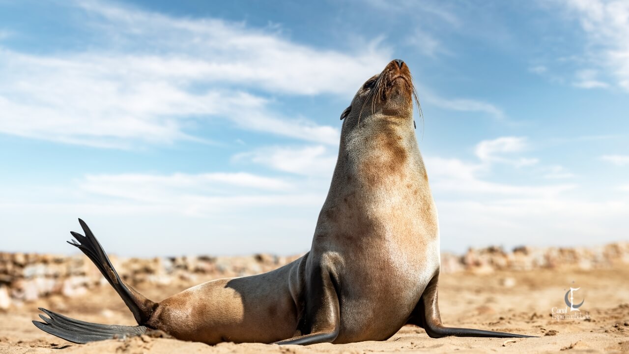 Peixes O Lobo Marinho Sensibilidade, Intuição e Fluidez Emocional