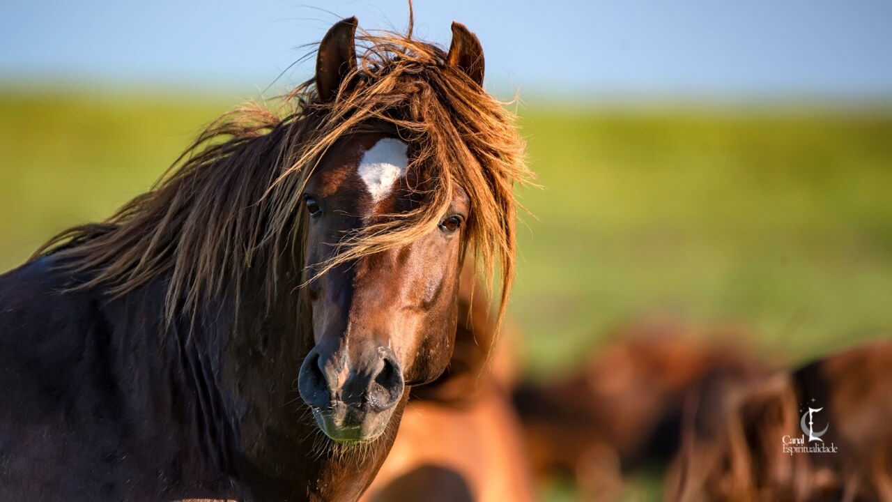 Sagitário O Cavalo Liberdade, Expansão e Espírito Aventureiro