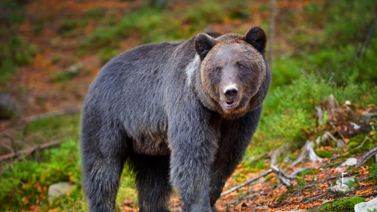 Touro O Urso Estabilidade, Teimosia e Proteção