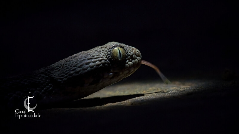 A sombra do arquétipo da cobra