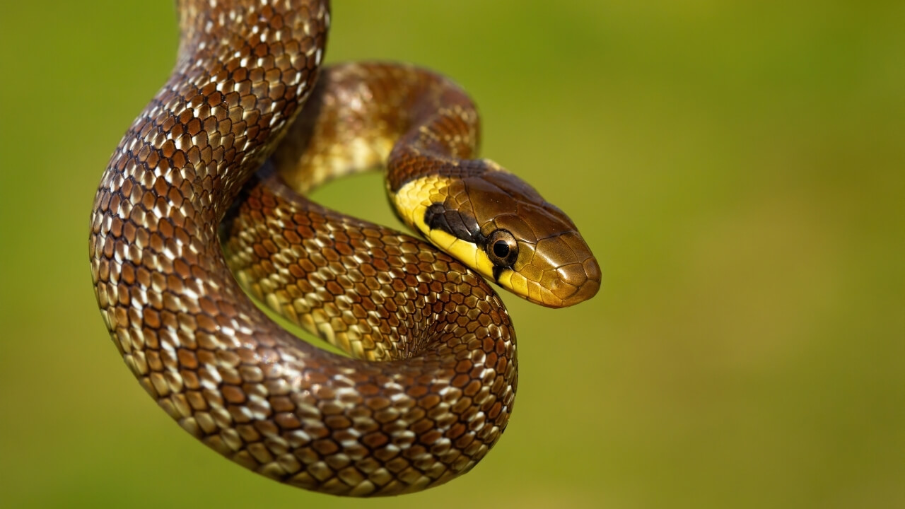 Arquétipo da Cobra Significado Espiritual, Transformação e Renascimento