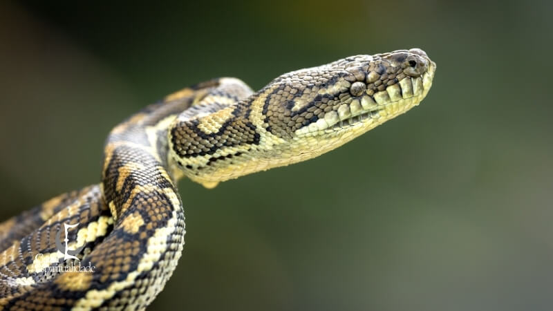 O simbolismo da serpente nas culturas antigas Uma herança global